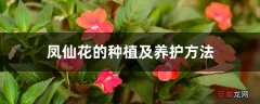 【种植】凤仙花的种植及养护方法