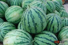 【西瓜】常见的西瓜种类有哪些？