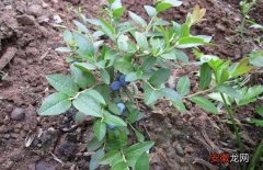 【扦插】蓝莓的扦插繁殖方法
