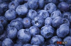 【产地】蓝莓的产地分布