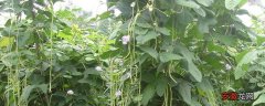 【方法】长豆种植时间和方法