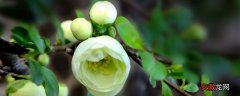 【养殖方法】绿海棠花的养殖方法和注意事项