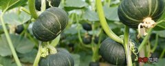 【种植方法】贝贝绿南瓜的种植方法