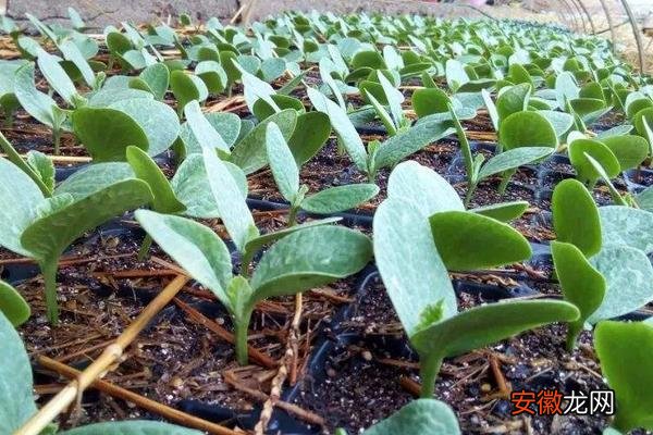 【种植方法】贝贝绿南瓜的种植方法