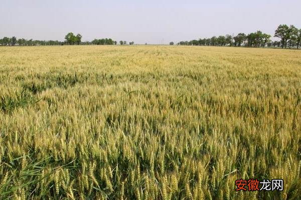 【小麦】小麦管理技术要点