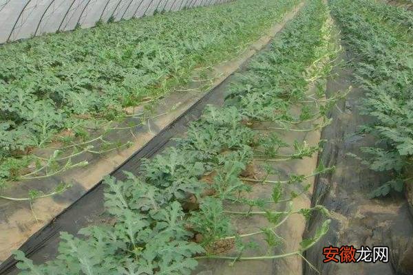 【种植】西瓜怎样种植产量高产