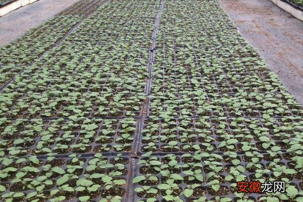 【种植】西瓜怎样种植产量高产