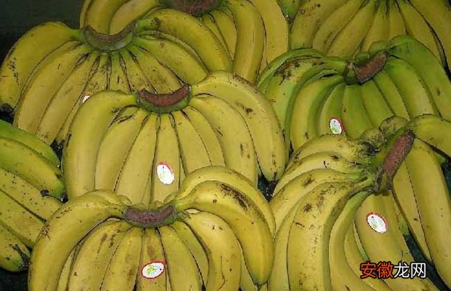 【香蕉】生香蕉如何催熟？