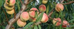 【桃树】桃树全年用药管理技术