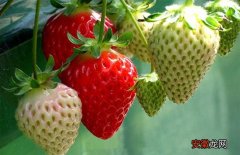 【无土栽培】草莓无土栽培技术