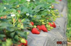 【草莓】草莓种苗培育技术