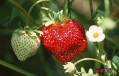 【种植】草莓什么时候种植？