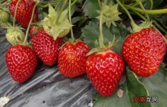 【草莓】草莓怎么保存时间长？