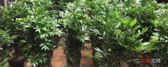 【注意事项】兴旺竹的养殖方法和注意事项