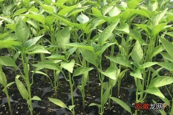 【种植方法】菜椒的种植方法和时间