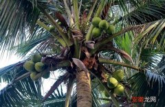 【树】椰子树种植技术