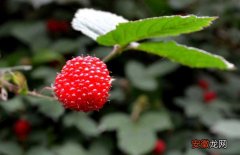 【树莓】树莓高产种植技术