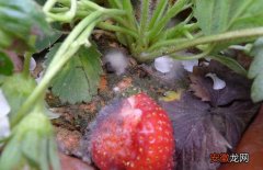 【草莓】草莓灰霉病用什么特效药？