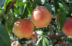 【桃】大棚桃树种植技术