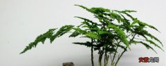 【养殖方法】云竹的养殖方法和注意事项有哪些