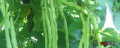 【种植方法】芸豆的种植方法