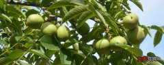 【桃树】核桃树夏季管理措施