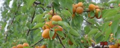 【种植】杏子怎么种植