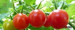 【番茄】日光温室越冬茬番茄嫁接高产栽培技术