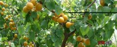 【种植方法】杏苗的种植方法