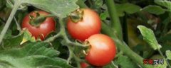 【种植】蕃茄种植管理技术要点