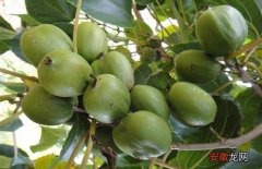 【桃】软枣猕猴桃种植技术