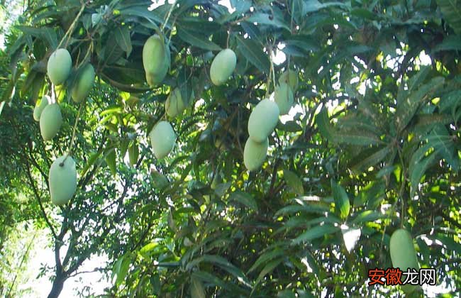 【芒果树】芒果树苗几年可以结果？
