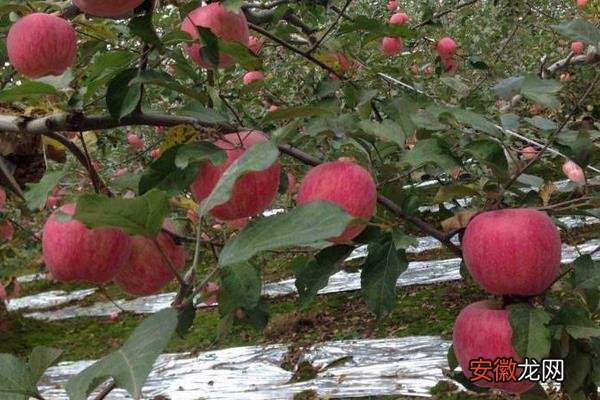【苹果树】苹果树农药全年配方表