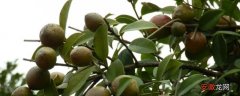 【树】茶籽树的种植与管理