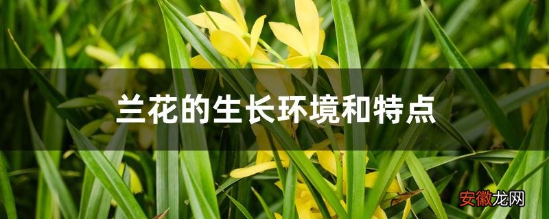 【生长】兰花的生长环境和特点