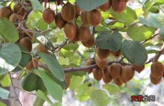 【桃】猕猴桃种子价格及种植方法