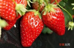 【草莓】大棚草莓的种植技巧