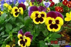 【花期】三色堇的花期多长，花期在4-7月