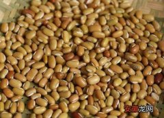 巴山豆的作用和功效 巴山豆的营养成分