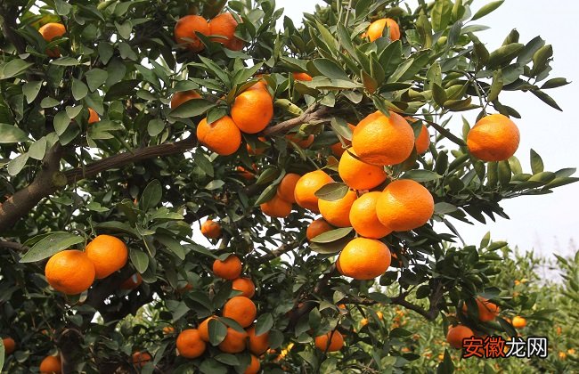 【防治】柑橘裂皮病如何防治