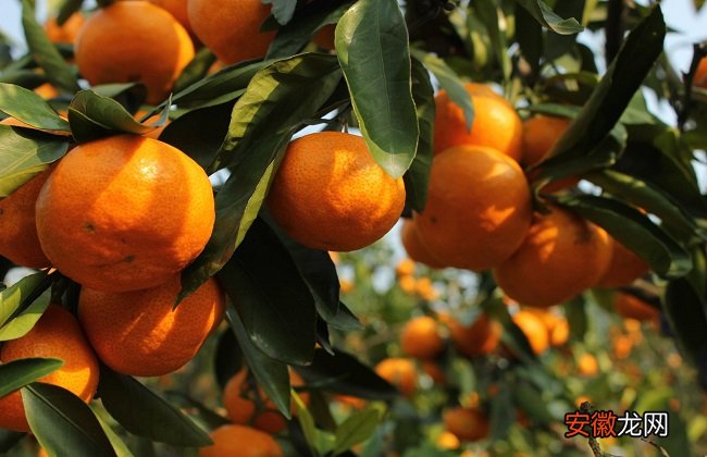 【防治】柑橘裂皮病如何防治