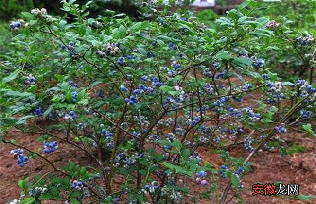 【种植】蓝莓种植一亩的成本