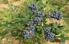 【种植】蓝莓种植一亩的成本