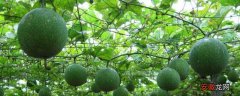 【施肥】瓜蒌种植技术及亩收益，附施肥技术