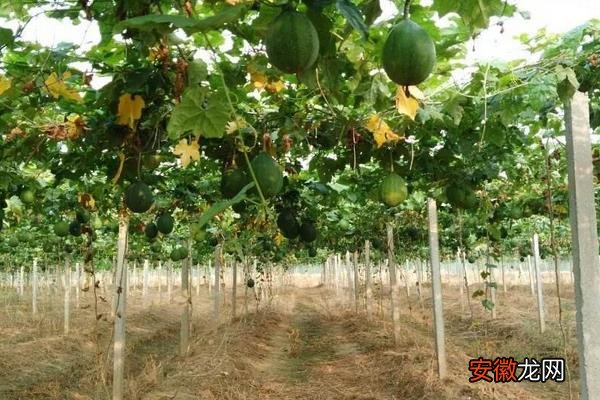 【施肥】瓜蒌种植技术及亩收益，附施肥技术