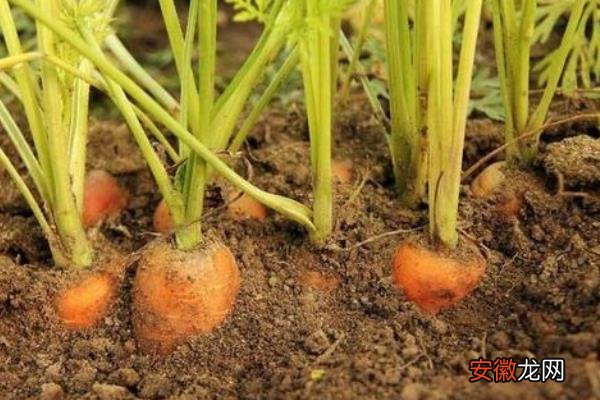 【种植方法】胡萝卜怎么种植，附种植方法
