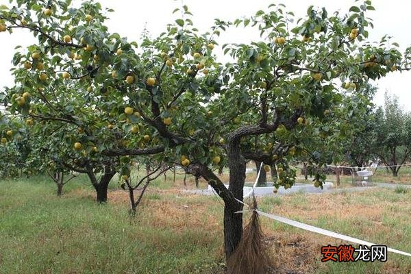 【施肥】果树秋季施肥时间，有几种方法，附注意事项