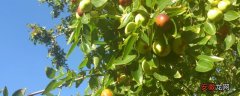 【施肥】果树秋季施肥时间，有几种方法，附注意事项