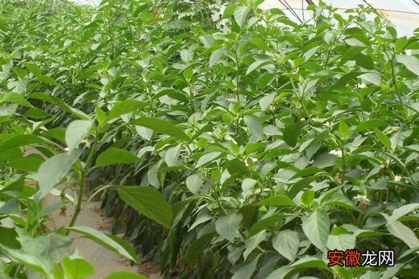 【种植】辣椒的种植时间和管理技术