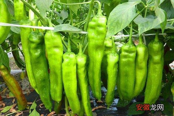【种植】辣椒的种植时间和管理技术